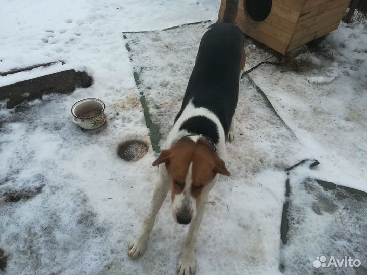 Пегий гончий вязка