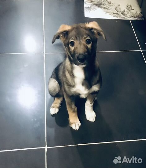 Отдам в добрые руки