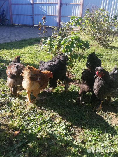 Молодые курочки и петушки (4,5 месяца)