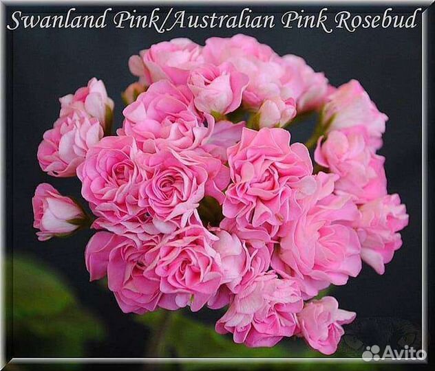 Пеларгонии розебудные