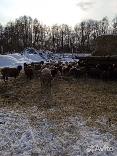 Овцы на курбан байрам