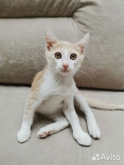 Котик 3 месяца