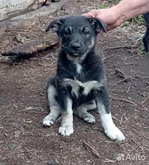 Ищем дом для бездомных щенят, отдам в хорошие руки