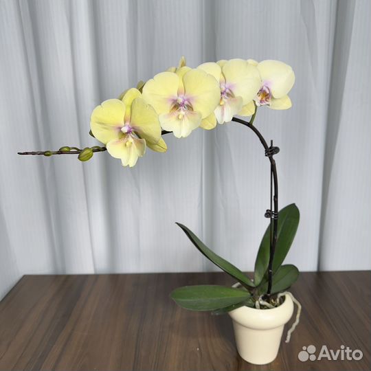 Орхидея фаленопсис биг лип
