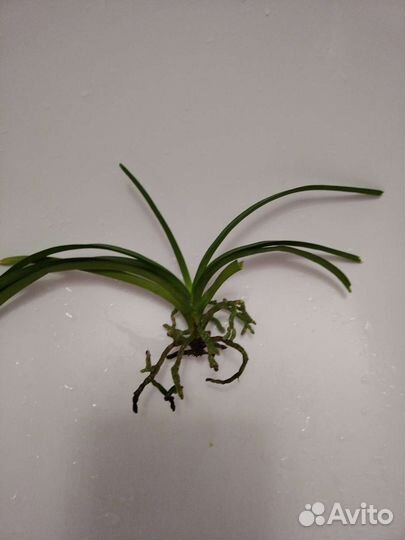 Орхидея ванда