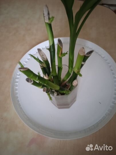 Ствол бамбука с ростками