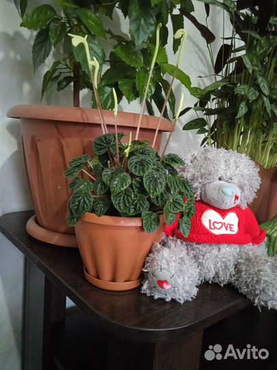 Пеперомия каперата лилиан