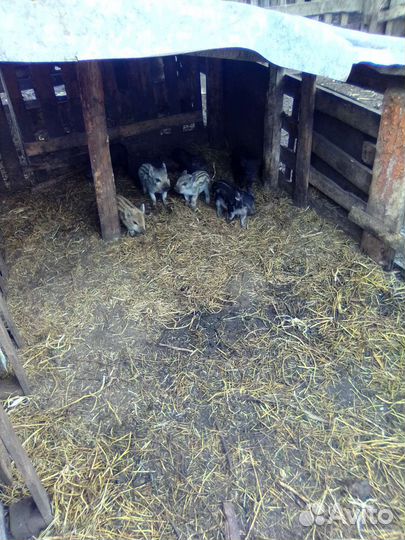 Поросята кармалы