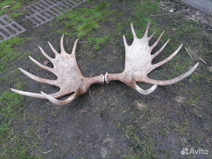 Рога лося