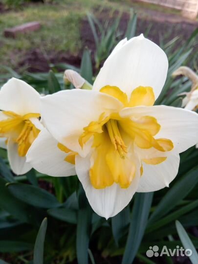 Нарцисс сортовой