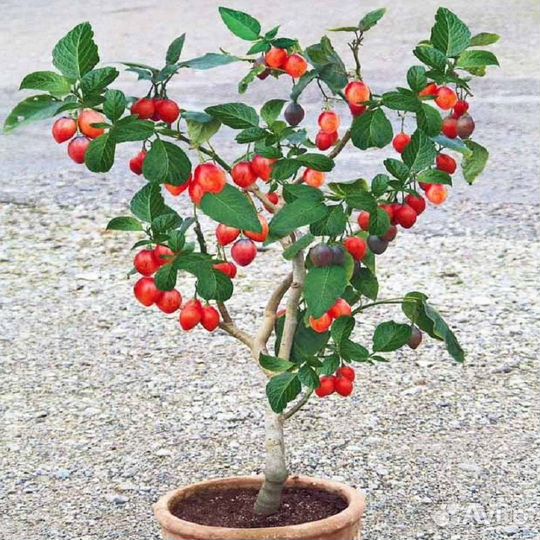 Семена экзотических комнатных растений