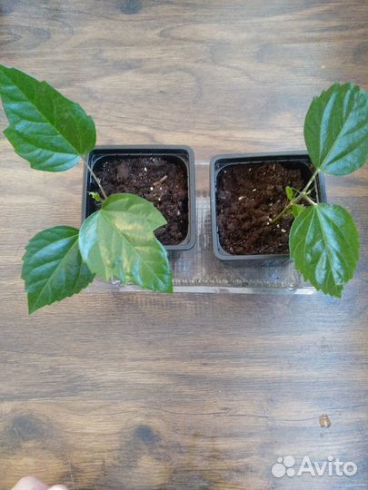 Комнатные растения