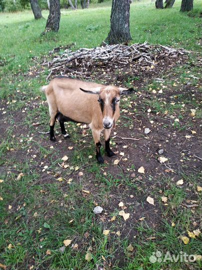Продам коз, поросят