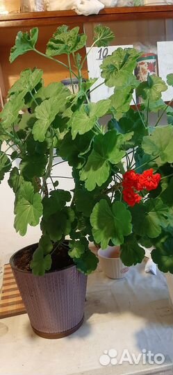 Взрослые розебудные герани