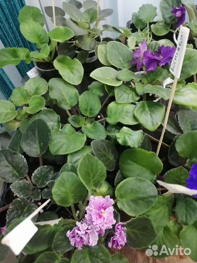 Фиалки сортовые