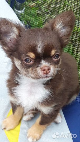 Мальчик чихуахуа