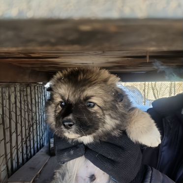 Щенок в добрые руки