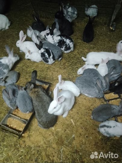Продам кроликов