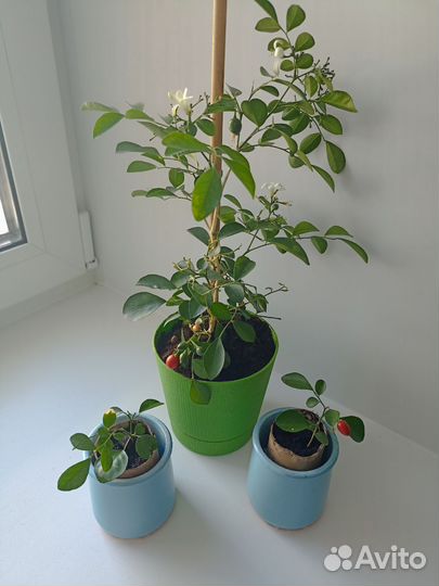 Цветок мурайя