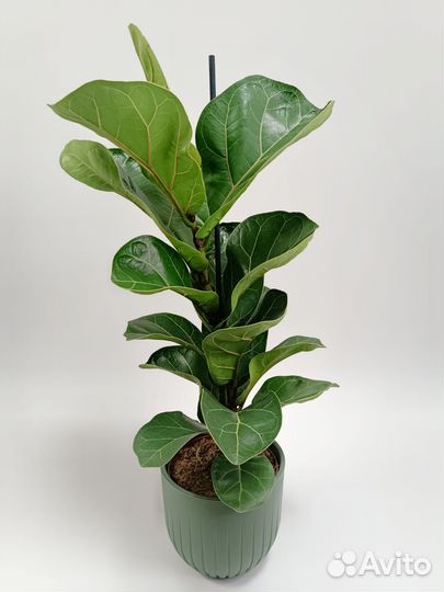 Фикус Лирата Бамбино