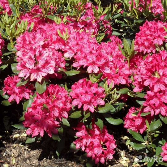 Рододендрон Нова зембла