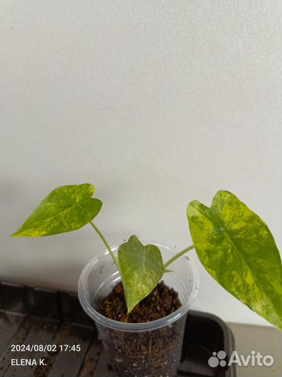 Алоказия Гагеана вариегатная