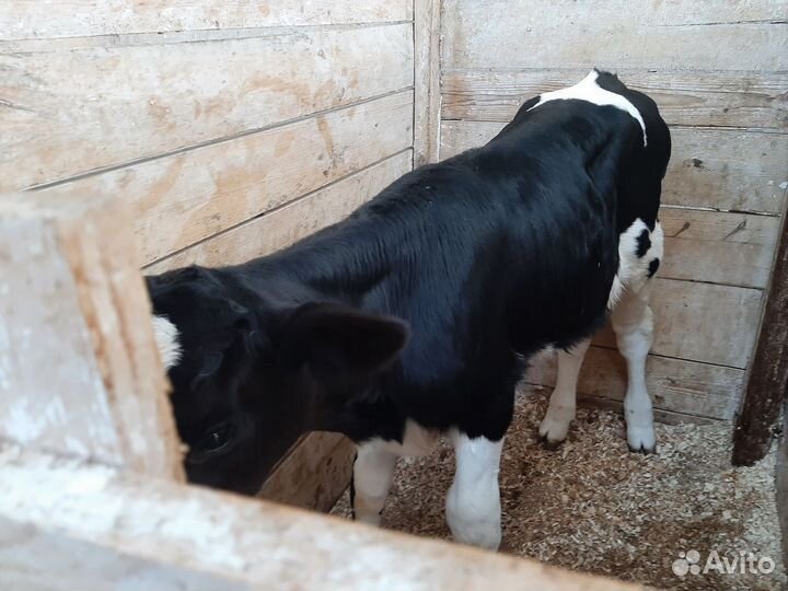 Бычки и телки мясные