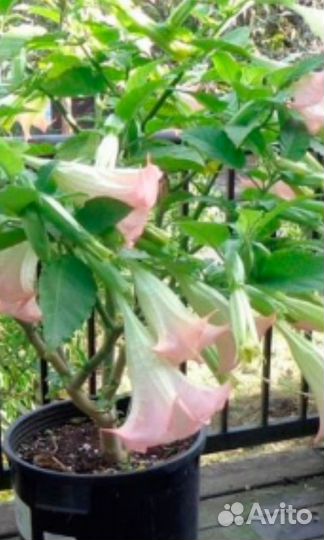 Питахайя Бругмансия Пассифлора