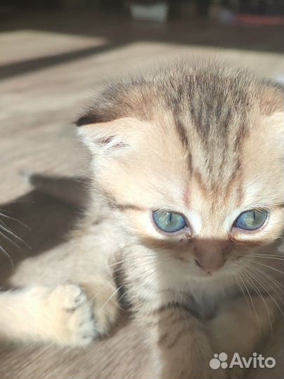 Шотландская