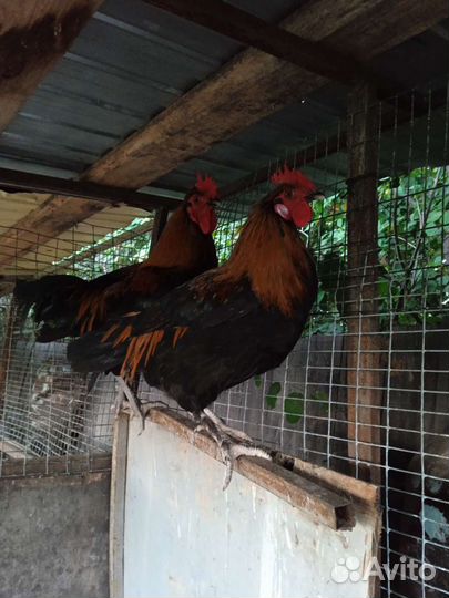 Куры и петухи