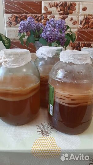 Чайный гриб