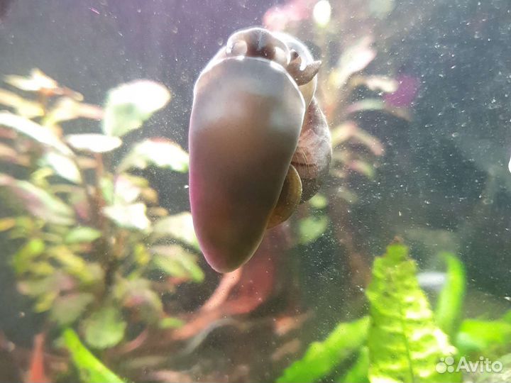 Улитки ампулярии