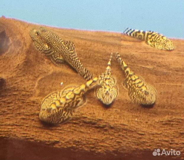 Псевдоскаты Севеллия Мармората и Спотед