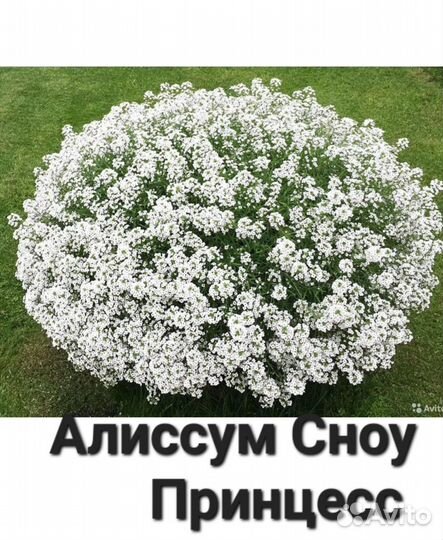 Алиссум сноу принцесс