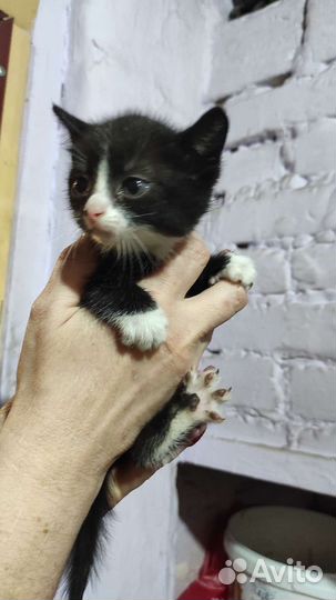 Кошка в дар бесплатно