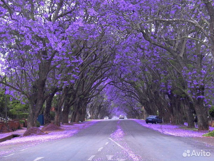 Саженцы-деревья Павловнии