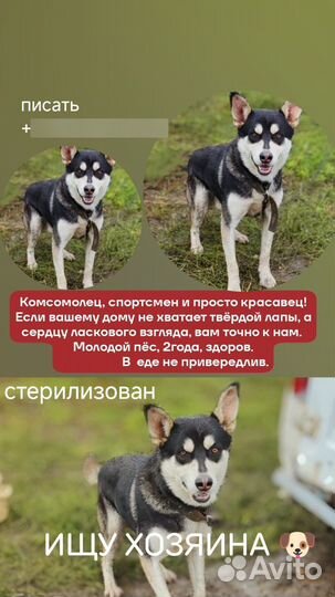 Сибирский хаски
