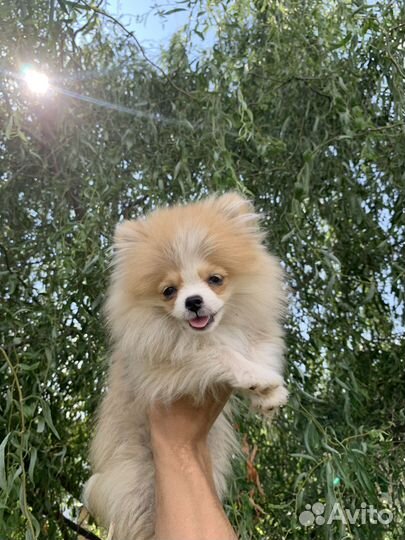 Померанские щпицы