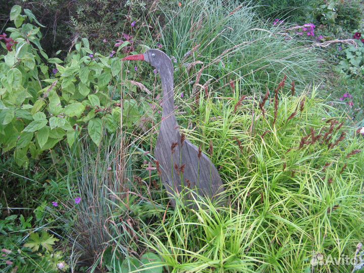 Осоки и злаки, живучки виды, молодило бордо