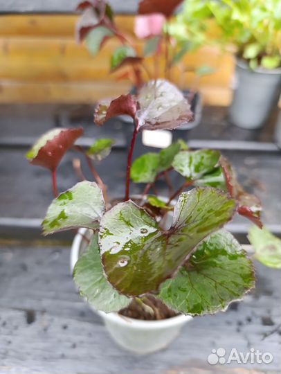 Бузульник карликовый