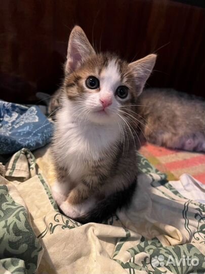 Малышки ищут добрые ручки