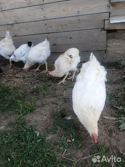 Петух доминант