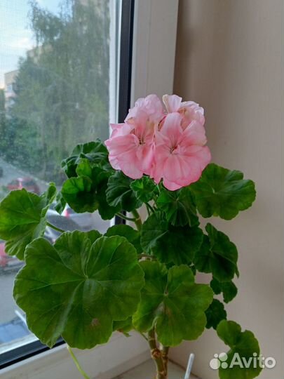 Пеларгония сортовая герань София Эмма, Sophie Emma