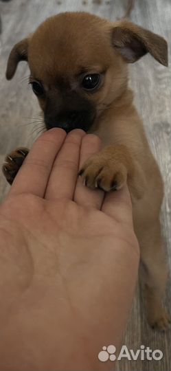 Той-терьер щенки