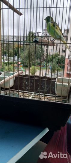 Птичка кенар около года с клеткой поет