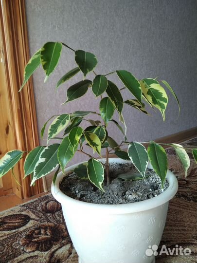 Бенджамина