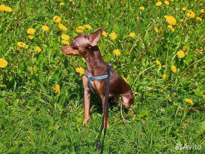 Той Русский