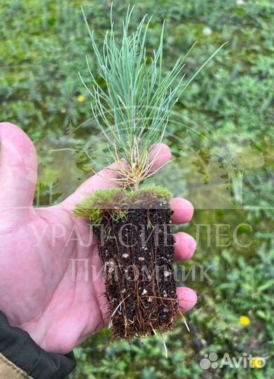 Лиственница Сибирская зкс сеянцы для лесовосстанов