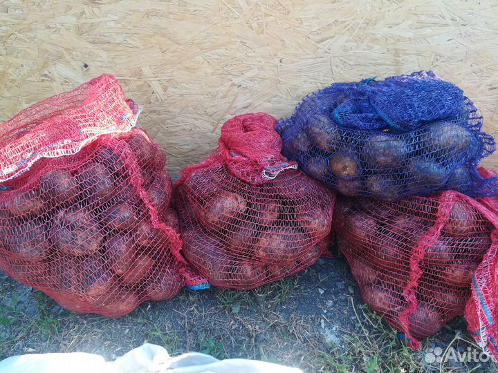 Продам картофель