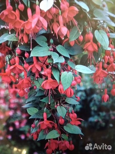 Фуксия сортовая